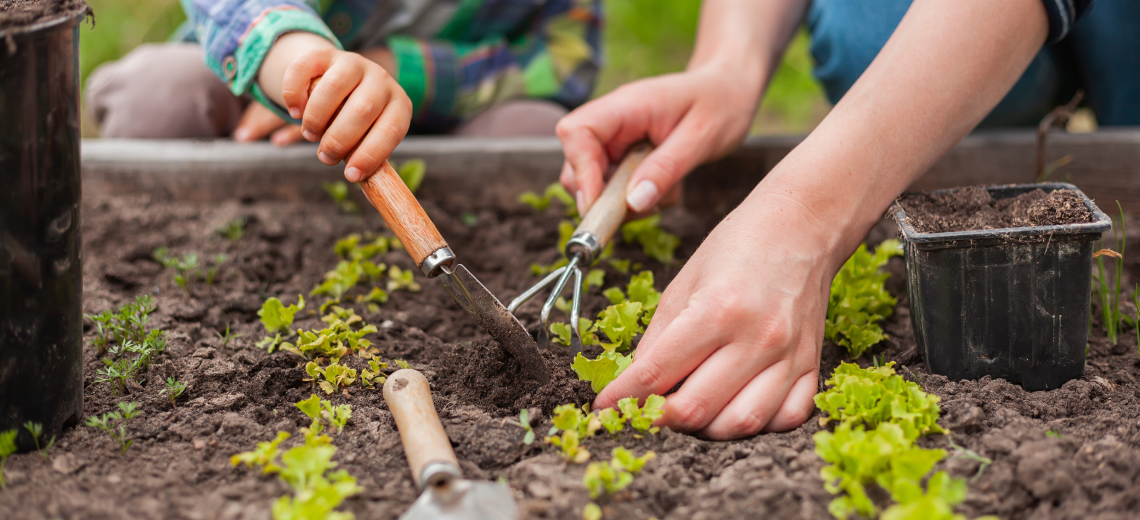 Sembrando sostenibilidad en casa: Iniciativa para un futuro verde